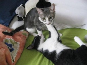 Bandit si Alex Bandit (gri) si Alex (negru)